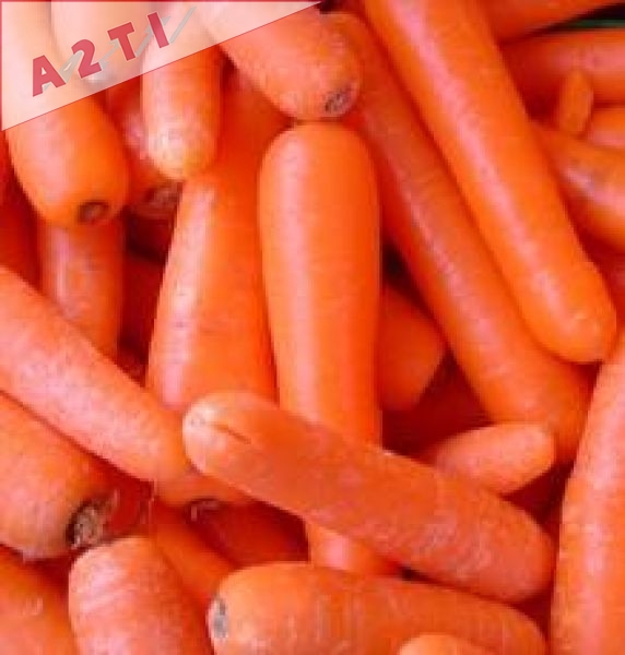 Peleur à abrasion en discontinu pour carottes, betteraves, pommes de terre
